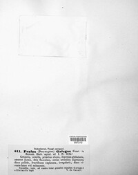 Image of Trichopeziza galegae